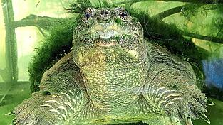 Eine Schnappschildkröte unter Wasser. So ein Tier zu versorgen, kostet für sechs Monate 8.500 Euro. Darüber streiten sich die Reptilienauffangstation München und die Stadt Olching. Eine Schnappschildkröte unter Wasser. So ein Tier zu versorgen, kostet für sechs Monate 8.500 Euro. Darüber streiten sich die Reptilienauffangstation München und die Stadt Olching.
