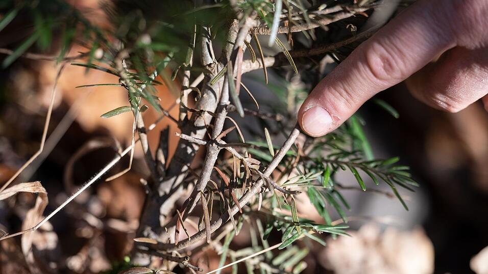 Landesweit hat der Wildverbiss an jungen Waldbäumen in den letzten drei Jahren leicht abgenommen – deutlich gestiegen ist er allerdings in den Bergwäldern. (Archivbild)