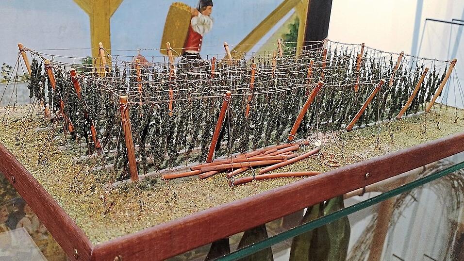 Das Modell eines Hopfengartens ist zum Gallimarkt im Stadtmuseum zu sehen. Das Modell eines Hopfengartens ist zum Gallimarkt im Stadtmuseum zu sehen.