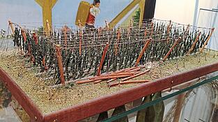 Das Modell eines Hopfengartens ist zum Gallimarkt im Stadtmuseum zu sehen. Das Modell eines Hopfengartens ist zum Gallimarkt im Stadtmuseum zu sehen.