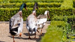 Die Polizei sucht nach dem Besitzer der Tiere. (Symbolbild)