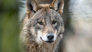 Der Fund eines toten Jungwolfes am Osser im Oktober 2025 wird m&ouml;glicherweise das Amtsgericht in Cham besch&auml;ftigen.