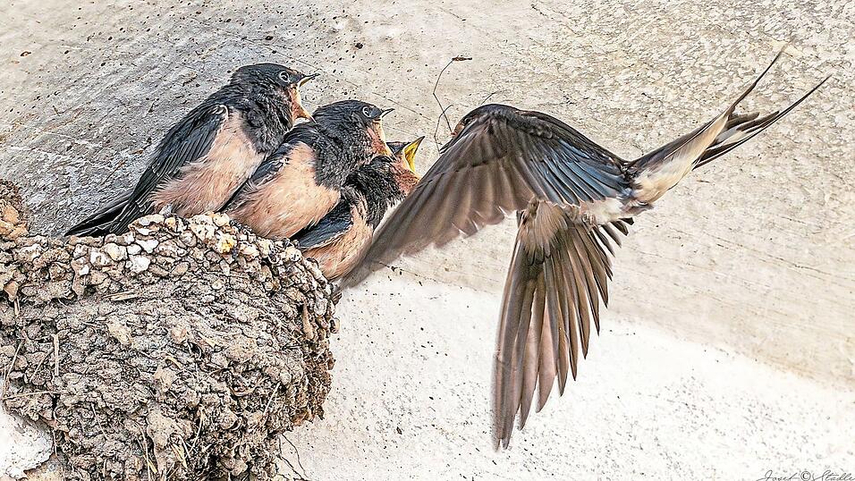 Unserem Leser Josef Stadler ist vor dem gro&szlig;en Abflug noch ein F&uuml;tterungs-Bild gelungen. Die (wahrscheinlich) zweite Brut der Schwalbeneltern wartet im kunstvoll gebauten Nest auf eine Insektenlieferung.