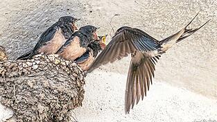 Unserem Leser Josef Stadler ist vor dem großen Abflug noch ein Fütterungs-Bild gelungen. Die (wahrscheinlich) zweite Brut der Schwalbeneltern wartet im kunstvoll gebauten Nest auf eine Insektenlieferung.