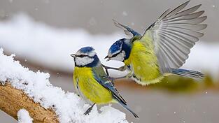Gerade wenn es kalt ist, kann an den Futterstellen viel los sein. (Symbolbild) Gerade wenn es kalt ist, kann an den Futterstellen viel los sein. (Symbolbild)