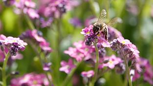 'Rettet die Bienen' gab Anfang 2019 den Ansto&szlig; f&uuml;r das bayerische Artenschutzgesetz.