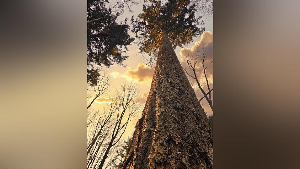 Eine circa 130-j&auml;hrige Douglasie am Riederberg unweit des ehemaligen Standort&uuml;bungsplatzes