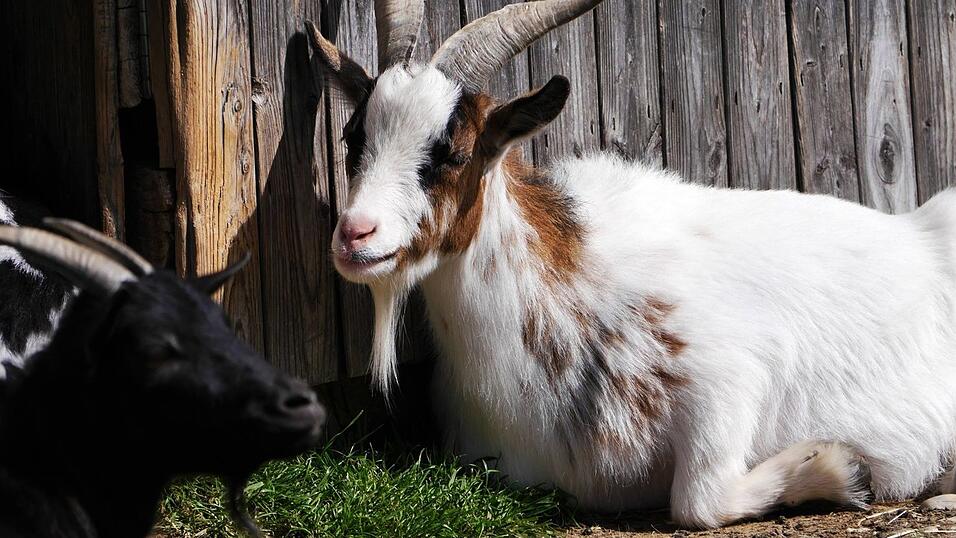 Im Erlebnispark Volgsam gibt es viele Tiere zu sehen und zu streicheln. Im Erlebnispark Volgsam gibt es viele Tiere zu sehen und zu streicheln.