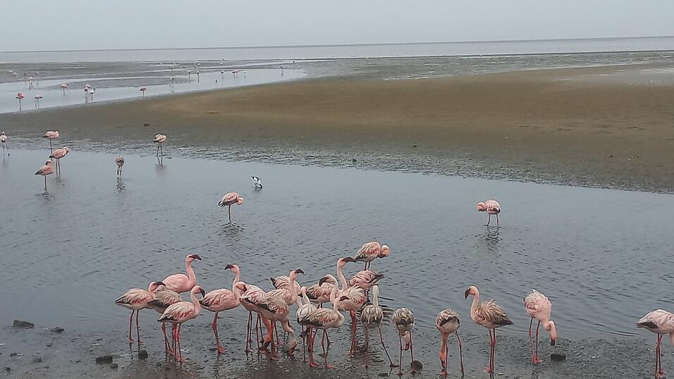 Eine Safari-Tour hat leider nicht geklappt, dafür hat Kati an der Küste unter anderem Flamingos, Seelöwen und Springböcke gesehen. 