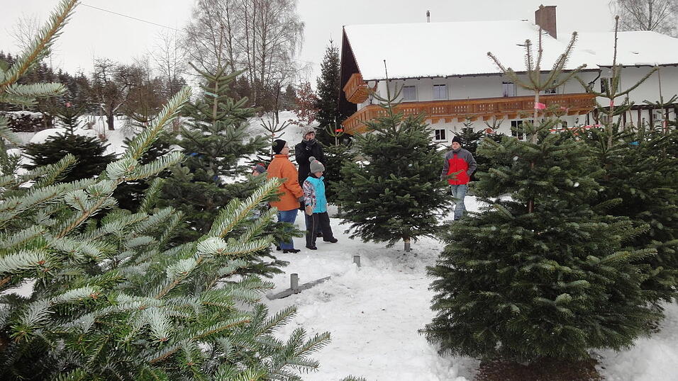 Am Hof der Stangls warten die Bäume dann vor Weihnachten auf ihren Käufer. (Foto: privat) Am Hof der Stangls warten die Bäume dann vor Weihnachten auf ihren Käufer. (Foto: privat)