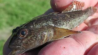 Fast mehr Maul als Körper: Die Schwarzmund-Grundel ist eine von mehreren aus Südosteuropa eingeschleppten Arten, die sich bis vor wenigen Jahren noch explosionsartig vermehrten. Inzwischen haben die heimischen Räuber das neue, üppige Nahrungsangebot dankbar angenommen, berichten viele Angler. Fast mehr Maul als Körper: Die Schwarzmund-Grundel ist eine von mehreren aus Südosteuropa eingeschleppten Arten, die sich bis vor wenigen Jahren noch explosionsartig vermehrten. Inzwischen haben die heimischen Räuber das neue, üppige Nahrungsangebot dankbar angenommen, berichten viele Angler.