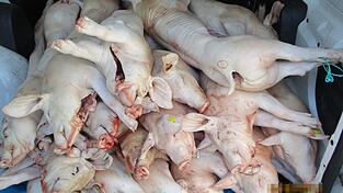 Die Fracht war zum Zeitpunkt, als sie kontrolliert wurde, bereits &uuml;ber 1.000 Kilometer quer durch Deutschland unterwegs.