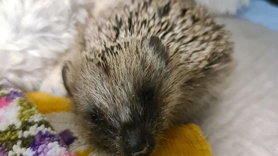 Um wieder gesund zu werden, benötigen die Igel vor allem viel Ruhe.