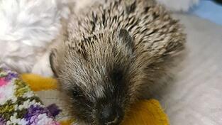 Um wieder gesund zu werden, benötigen die Igel vor allem viel Ruhe.