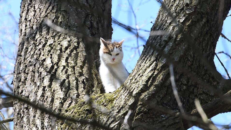 Um die Katze aus ihrer schwierigen Lage zu befreien, begaben sich zwei Feuerwehrleute im Korb an der Drehleiter in luftige Höhen. Um die Katze aus ihrer schwierigen Lage zu befreien, begaben sich zwei Feuerwehrleute im Korb an der Drehleiter in luftige Höhen.