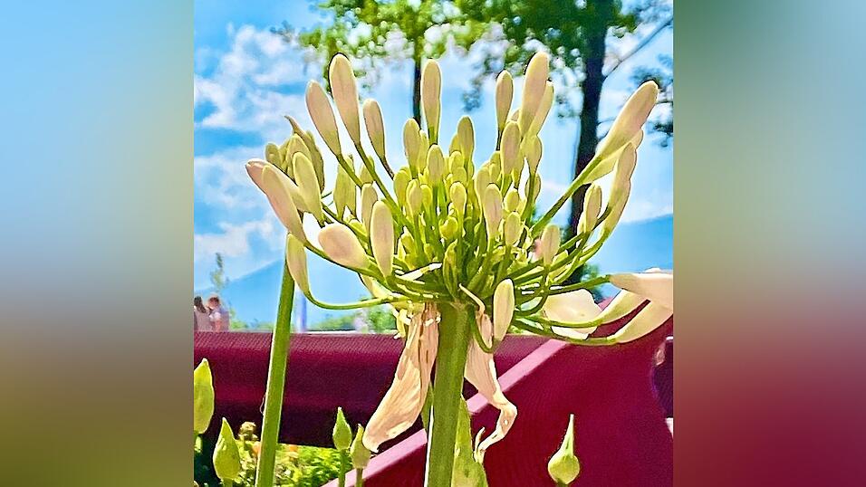 Diese Schmucklilie schickte uns Irene Stelzer.