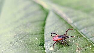 Der gemeine Holzbock ist in Cham heimisch und &uuml;bertr&auml;gt FSME und Borreliose.