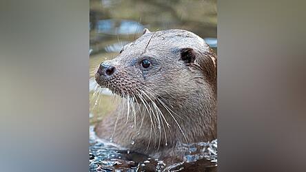 Der Fischotter f&uuml;hlt sich langsam wieder wohl in Bayern. Zur Freude der Tiersch&uuml;tzer, zum Leid der Teichbesitzer.