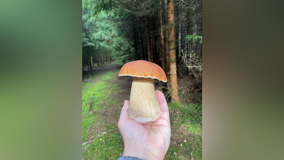 Diesen Pilz hat Stefan Datzer in der Nähe von Großköllnbach gefunden. Diesen Pilz hat Stefan Datzer in der Nähe von Großköllnbach gefunden.