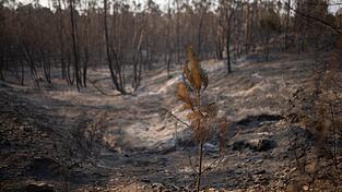 In Huelva hat das Feuer bereits 31.000 Hektar erfasst. (Archivbild) In Huelva hat das Feuer bereits 31.000 Hektar erfasst. (Archivbild)