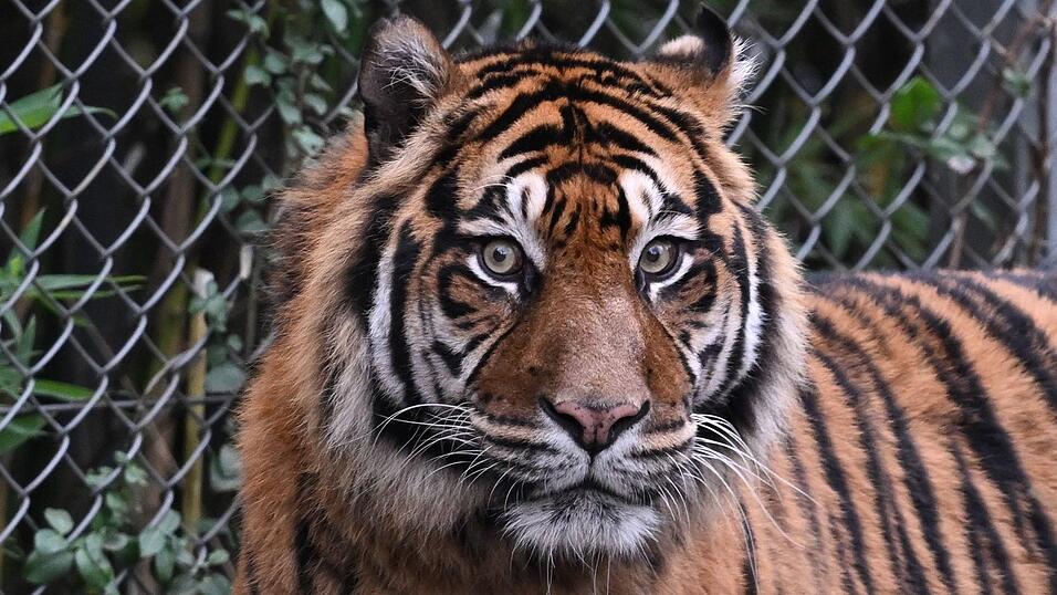Sumatra-Tiger kommen nur auf der gleichnamigen Insel vor, aber es werden immer weniger. (Archivbild) Sumatra-Tiger kommen nur auf der gleichnamigen Insel vor, aber es werden immer weniger. (Archivbild)