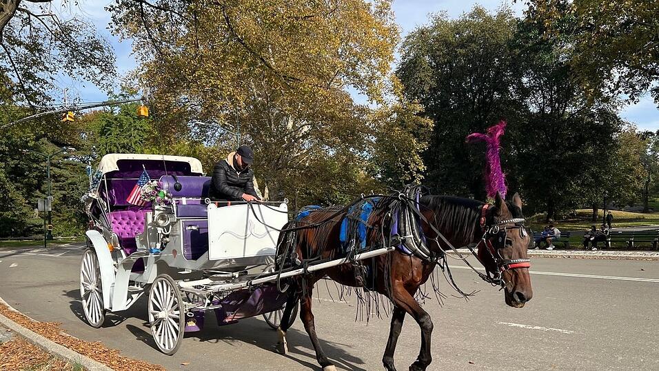 In New York können Touristen bald nicht mehr mit Pferdekutschen durch den Central Park fahren. In New York können Touristen bald nicht mehr mit Pferdekutschen durch den Central Park fahren.