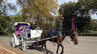 In New York können Touristen bald nicht mehr mit Pferdekutschen durch den Central Park fahren. In New York können Touristen bald nicht mehr mit Pferdekutschen durch den Central Park fahren.