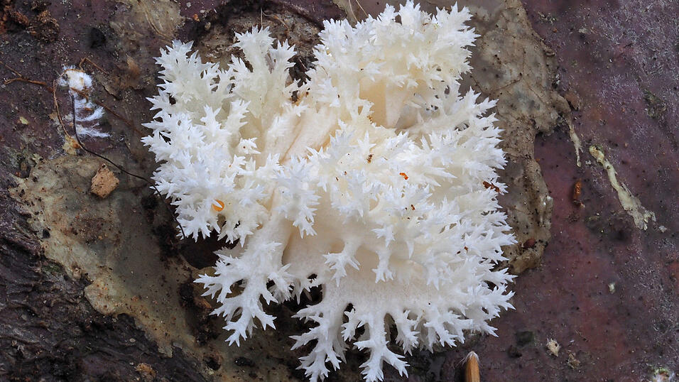 An drei im Juli 2024 beimpften Buchenstämmen wachsen frische Ästige Stachelbärte (Hericium coralloides) im Nationalpark Bayerischer Wald. An drei im Juli 2024 beimpften Buchenstämmen wachsen frische Ästige Stachelbärte (Hericium coralloides) im Nationalpark Bayerischer Wald.