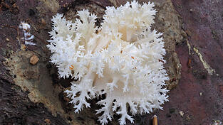 An drei im Juli 2024 beimpften Buchenstämmen wachsen frische Ästige Stachelbärte (Hericium coralloides) im Nationalpark Bayerischer Wald.