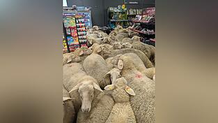 Rund 50 Schafe statteten einem Supermarkt einen Besuch ab - der macht daraus Werbung. (Handout) Rund 50 Schafe statteten einem Supermarkt einen Besuch ab - der macht daraus Werbung. (Handout)