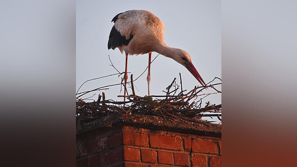 Der Nestbau auf dem Kamin ist in vollem Gange.