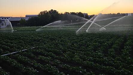 Der anhaltenden Trockenheit begegnen viele Landwirte wie auf diesem Kartoffelfeld in Perkam mit Beregnung. Die Hürden und Kosten sind nicht unerheblich, sagt BBV-Obmann Franz Schreyer. Einer Genehmigungsverlängerung von Brunnen von fünf auf zehn Jahre sieht er positiv entgegen. Der anhaltenden Trockenheit begegnen viele Landwirte wie auf diesem Kartoffelfeld in Perkam mit Beregnung. Die Hürden und Kosten sind nicht unerheblich, sagt BBV-Obmann Franz Schreyer. Einer Genehmigungsverlängerung von Brunnen von fünf auf zehn Jahre sieht er positiv entgegen.