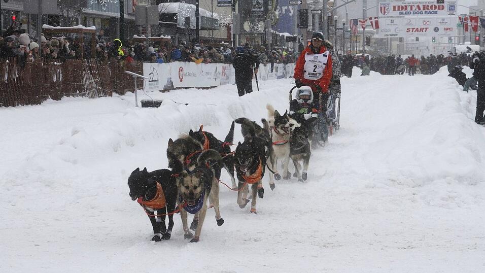 Das Schlittenhunderennen Iditarod ist gestartet.