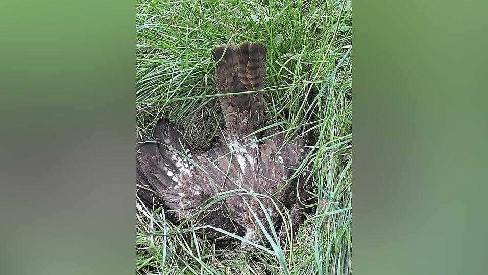 Bislang keine neuen Giftopfer, meldet die Polizei. Die Zahl der bei Höfen gefundenen Vogelkadaver bleibt somit bei 17.