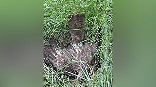 Bislang keine neuen Giftopfer, meldet die Polizei. Die Zahl der bei Höfen gefundenen Vogelkadaver bleibt somit bei 17.