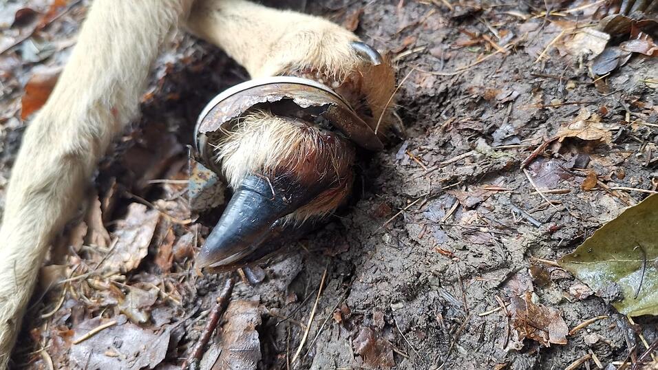 Ein Bild, dass einen nachdenklich stimmen sollte. Es zeigt den Vorderlauf eines Rehkitzes. Um das Bein herum eine rostige alte Dose, die jemand sorglos auf den Waldboden geworfen hatte. Für das Jungtier besiegelte dieses kleine Stück Blech das Todesurteil. Ein Bild, dass einen nachdenklich stimmen sollte. Es zeigt den Vorderlauf eines Rehkitzes. Um das Bein herum eine rostige alte Dose, die jemand sorglos auf den Waldboden geworfen hatte. Für das Jungtier besiegelte dieses kleine Stück Blech das Todesurteil.