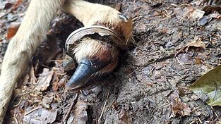Ein Bild, dass einen nachdenklich stimmen sollte. Es zeigt den Vorderlauf eines Rehkitzes. Um das Bein herum eine rostige alte Dose, die jemand sorglos auf den Waldboden geworfen hatte. Für das Jungtier besiegelte dieses kleine Stück Blech das Todesurteil.