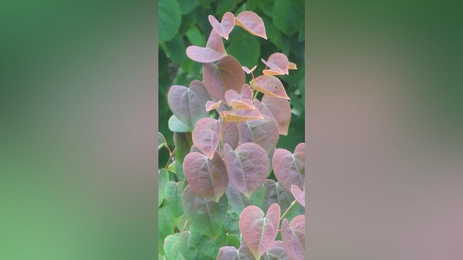 Die rote Farbe schützt junge Blätter vor schädlichem UV-Licht.