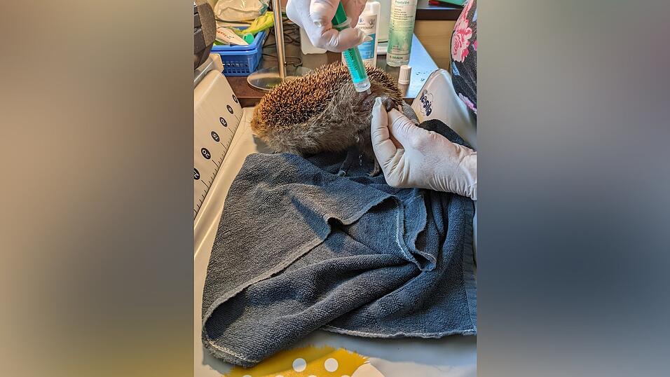 Lüdtke übernimmt die medizinische Versorgung der Tiere, nur beim Einsatz von einem Antibiotikum muss sie einen Tierarzt fragen. Lüdtke übernimmt die medizinische Versorgung der Tiere, nur beim Einsatz von einem Antibiotikum muss sie einen Tierarzt fragen.