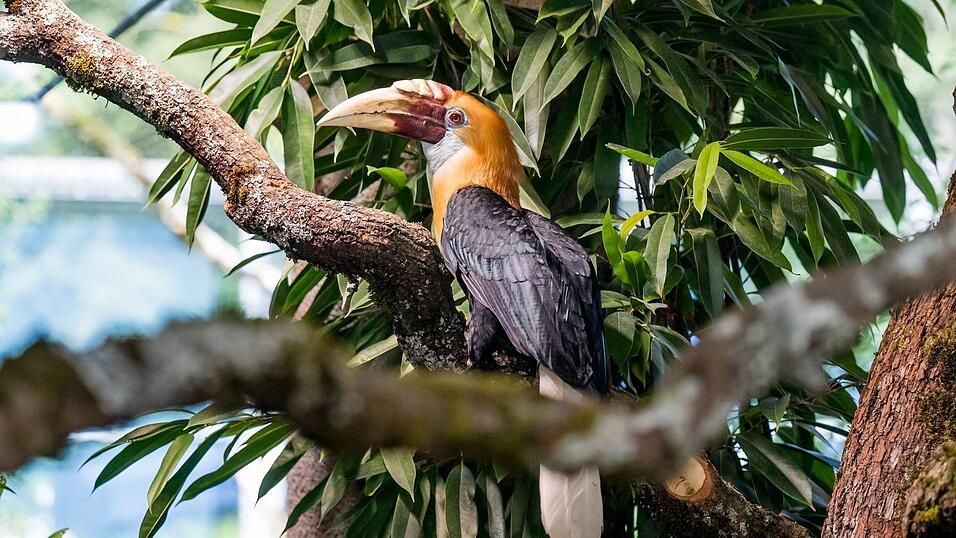 Der Tierpark Hellabrunn ist ein beliebtes Ausflusgziel in Bayern - im Oktober steigen die Eintrittspreise. (Archivbild)