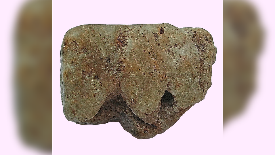 Etwas gr&ouml;&szlig;er als der Daumennagel seines Finders: das Halbrelief eines Mammuts auf einem Quarzstein, den sein Entdecker, der Heimatforscher Werner Friedenberger, in einem Schlie&szlig;fach in einer Passauer Bank deponiert hat.