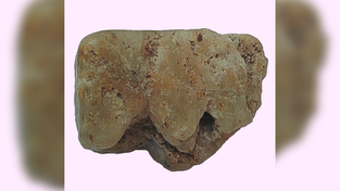 Etwas gr&ouml;&szlig;er als der Daumennagel seines Finders: das Halbrelief eines Mammuts auf einem Quarzstein, den sein Entdecker, der Heimatforscher Werner Friedenberger, in einem Schlie&szlig;fach in einer Passauer Bank deponiert hat.