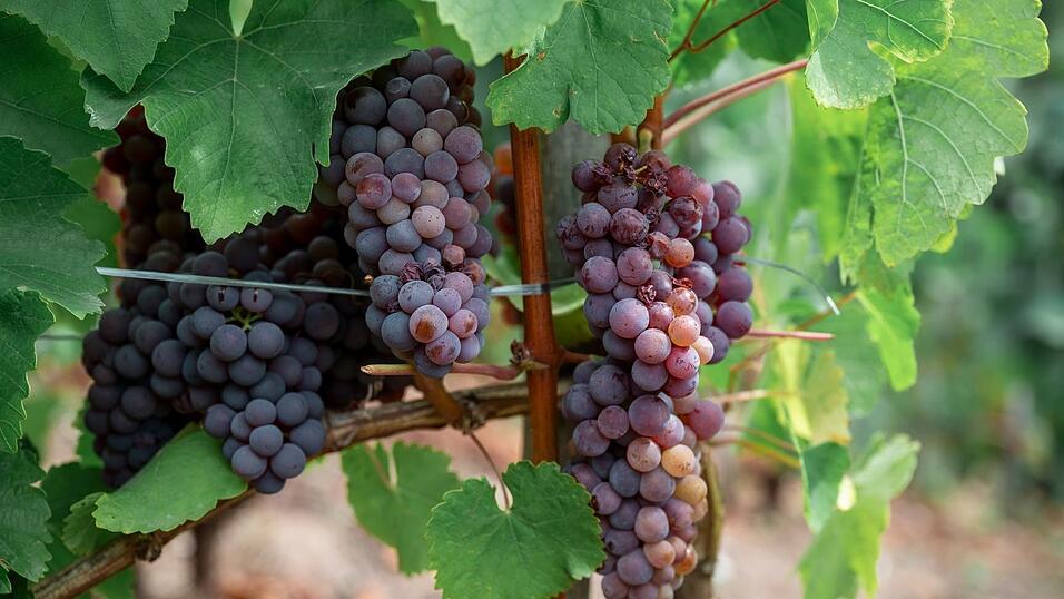Die Weinlese startet in diesem Jahr außergewöhnlich früh. Die Weinlese startet in diesem Jahr außergewöhnlich früh.