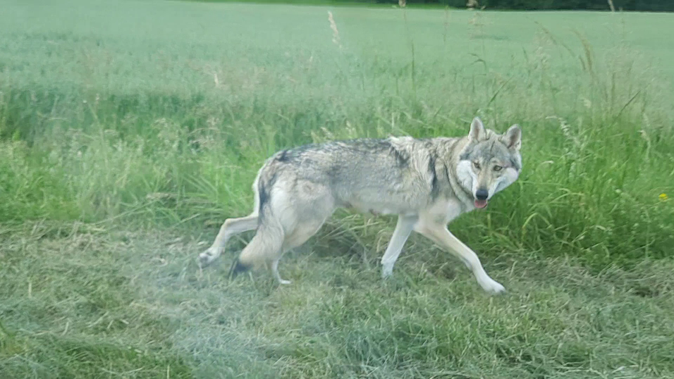 Zum Verwechseln ähnlich: abgebildet hier ist ein Wolfshund. Für nicht Experten sieht das Tier gerne mal aus wie ein Wolf. Das meinten auch mehrere Autofahrer am Samstag Abend, als sie das Tier auf der Staatsstraße 2139 Höhe Ortseingang Neukirchen Richtung Sankt Englmar sahen. Zum Verwechseln ähnlich: abgebildet hier ist ein Wolfshund. Für nicht Experten sieht das Tier gerne mal aus wie ein Wolf. Das meinten auch mehrere Autofahrer am Samstag Abend, als sie das Tier auf der Staatsstraße 2139 Höhe Ortseingang Neukirchen Richtung Sankt Englmar sahen.