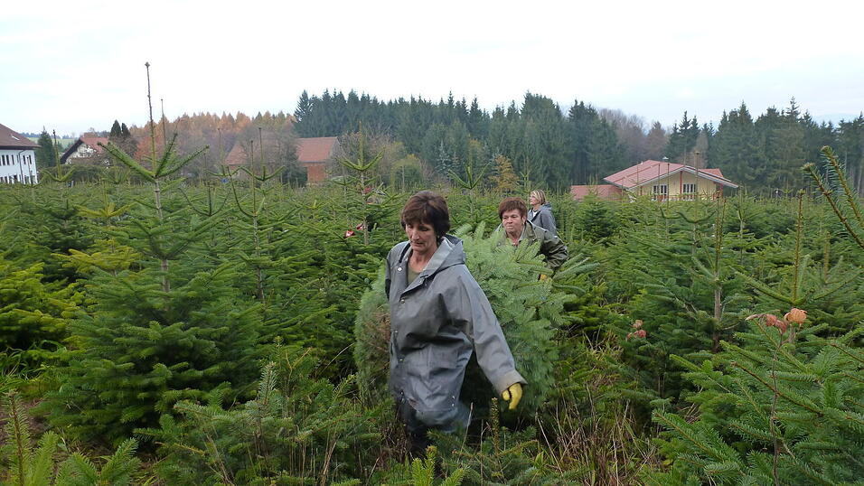 ...und dann aus der Plantage getragen. (Foto: privat) ...und dann aus der Plantage getragen. (Foto: privat)