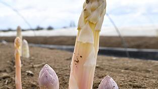 Der Verband Süddeutscher Spargel- und Erdbeeranbauer erwartet vor Ostern erste Mengen regionalen Spargels im Verkauf.