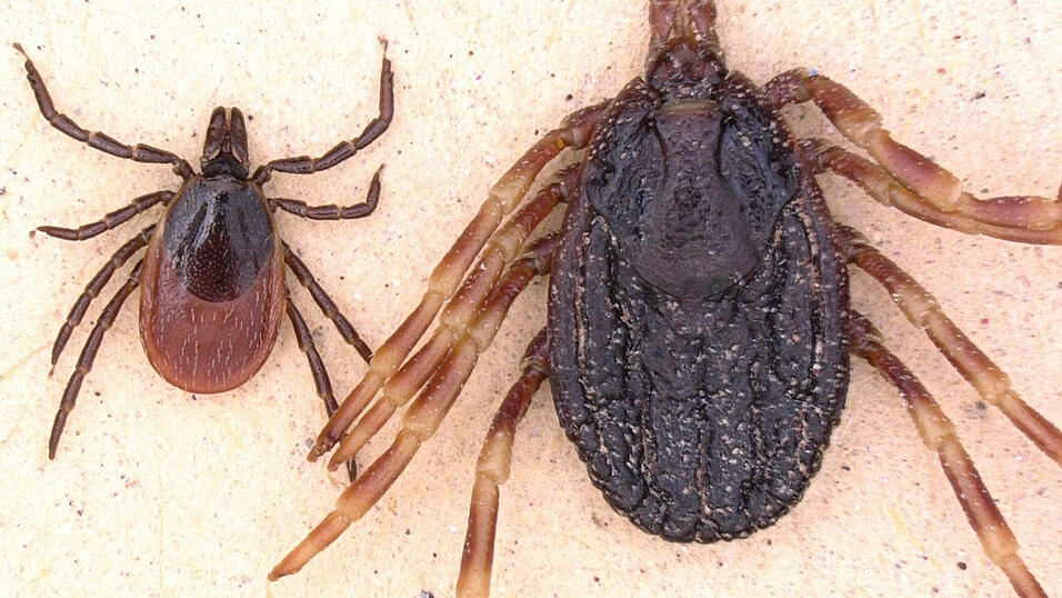Die Zecken Gemeiner Holzbock (li, Ixodes ricinus) und Hyalomma marginatum liegen in der undatierten Aufnahme zum Größenvergleich nebeneinander. Funde mehrerer tropischer Zecken in Deutschland beunruhigen Forscher. Die Zecken Gemeiner Holzbock (li, Ixodes ricinus) und Hyalomma marginatum liegen in der undatierten Aufnahme zum Größenvergleich nebeneinander. Funde mehrerer tropischer Zecken in Deutschland beunruhigen Forscher.