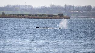 Der Buckelwal stößt noch immer Atemluft aus. Der Buckelwal stößt noch immer Atemluft aus.