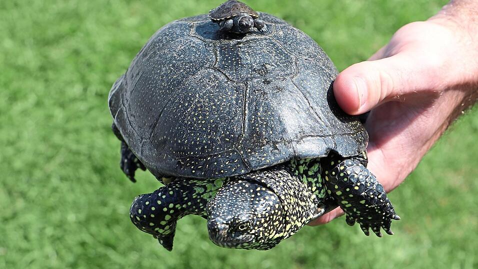 Die Europäische Sumpfschildkröte gilt an vielen Orten als vom Aussterben bedroht. Benjamin Zaremba will helfen, das zu ändern. Fotos: Sebastian Geiger / privat Die Europäische Sumpfschildkröte gilt an vielen Orten als vom Aussterben bedroht. Benjamin Zaremba will helfen, das zu ändern. Fotos: Sebastian Geiger / privat