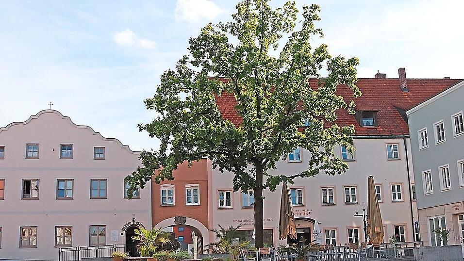 Die Eiche im September 2026.